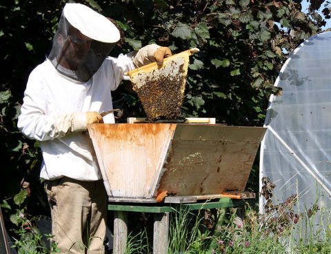 Naturbaubeute Top-Bar-Hive