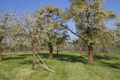Hochstamm-Obstgarten